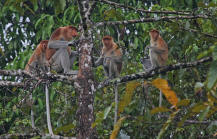 Orangutan bekantan