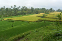 Yellow green  rice terrace
