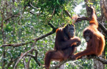Borneo orangutan kaja