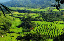 Rice terrace lombok
